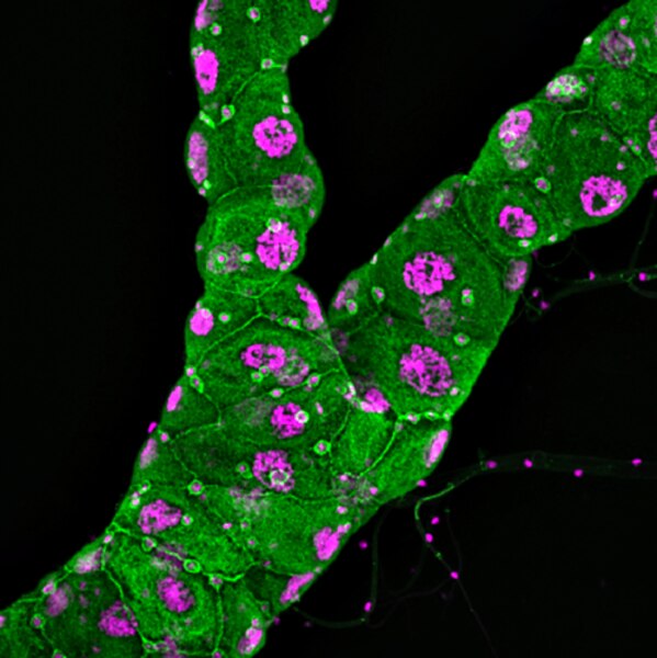 Confocal microscope image of Drosophila Malpighian tublules labeled with DSHB antibody N2 7A1 Armadillo (green). PMID: 35594355, Fig. S3B.